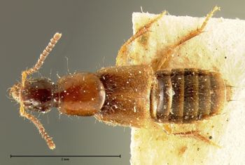 Media type: image; Entomology 34094   Aspect: habitus dorsal view